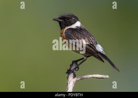 Männliche Europäische Schwarzkehlchen Saxicola rubicola; Stockfoto