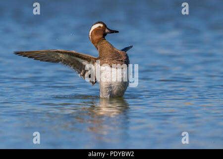 Männliche Garganey; Anas querquedula Stockfoto