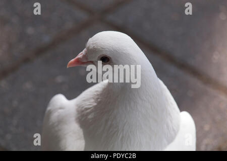 Close-up Portrait weiße Taube sitzt auf dem Bürgersteig Stockfoto