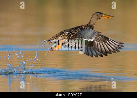 Weibliche Northern Shoveler Anas Clypeata; Stockfoto