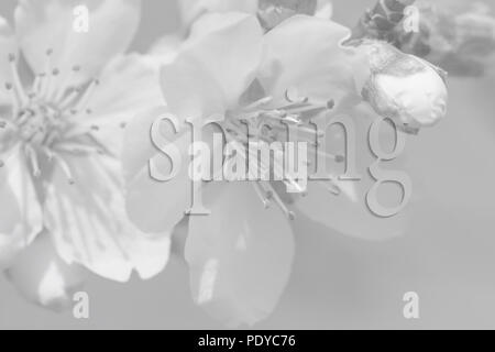 Blühende Blumen auf den Zweigen der Bäume im Frühling Garten. Buchstaben auf Schwarz/Weiß-Bild Stockfoto