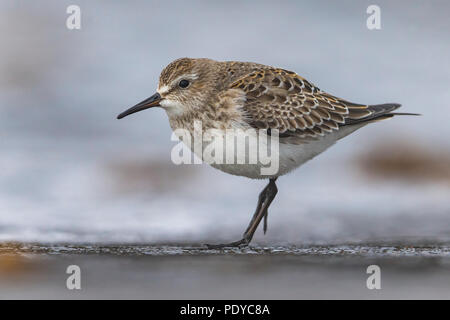 White-rumped Sandpiper; Calidris fuscicollis Stockfoto