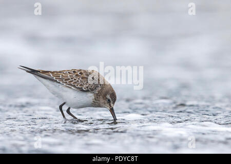 White-rumped Sandpiper; Calidris fuscicollis Stockfoto