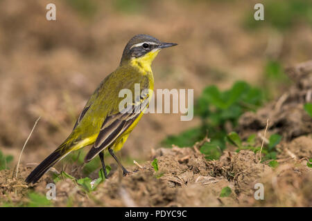 Schafstelze Motacilla flava; Stockfoto