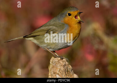 Roodborst met zijn snaveltje öffnen. Europäische Robin mit offener Rechnung. Stockfoto