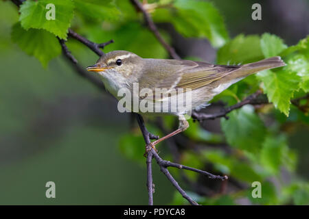 Arktis Laubsänger (Phylloscopus borealis), die in der Zucht Lebensraum. Stockfoto