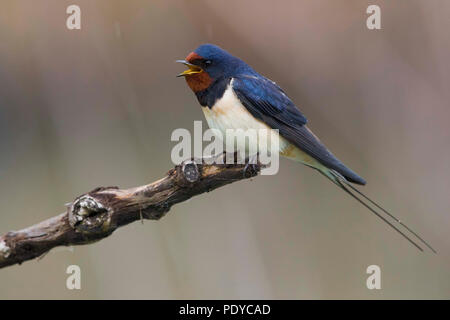 Aufruf Rauchschwalbe (Hirundo rustica) thront auf Zweig in der Regen Stockfoto