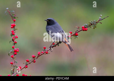 Männliche schwarze Redstart (Phoenicurus ochruros gibraltariensis) auf Zweig mit roten Beeren gehockt Stockfoto