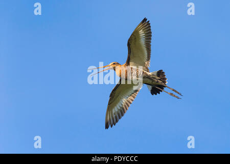 Schwarz-angebundene Uferschnepfe (Limosa Limosa) fliegen Stockfoto