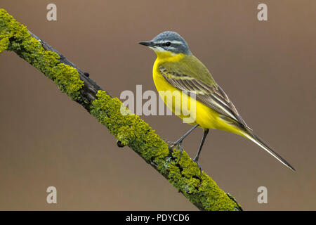 Blau-Gelbe Bachstelze, Motacilla flava Flava Stockfoto