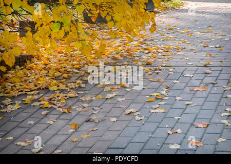 Auf der Allee im Park fallen von den Bäumen gelben Blätter im Herbst. Stockfoto