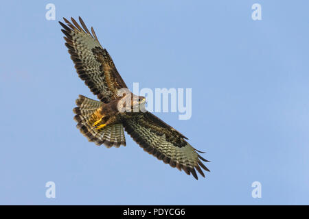 Fliegen Azoren; Mäusebussard Buteo buteo Victoriae Stockfoto