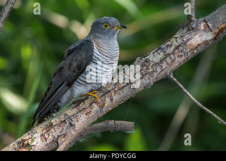 Gemeinsame Kuckuck Cuculus canorus; Stockfoto