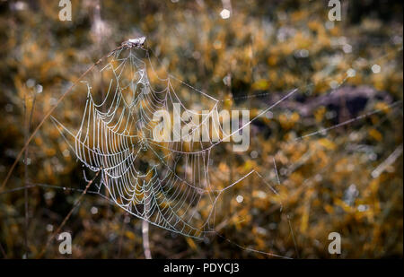 Auf den Speichen der Gras gestreckt Web mit Tautropfen. In der Nähe vorgestellt. Stockfoto