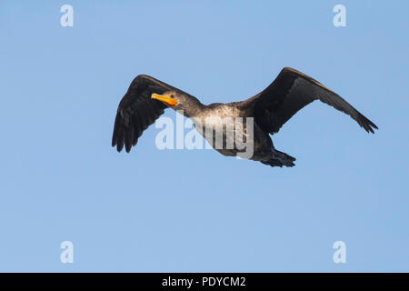 Flying Double-Crested Cormorant; Phalacrocorax auritus Stockfoto