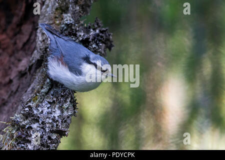 Sibirische Kleiber Sitta europaea Asiatica; Stockfoto