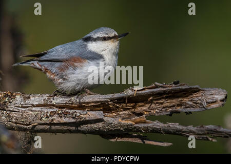 Sibirische Kleiber Sitta europaea Asiatica; Stockfoto