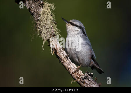 Sibirische Kleiber Sitta europaea Asiatica; Stockfoto