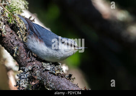 Sibirische Kleiber Sitta europaea Asiatica; Stockfoto