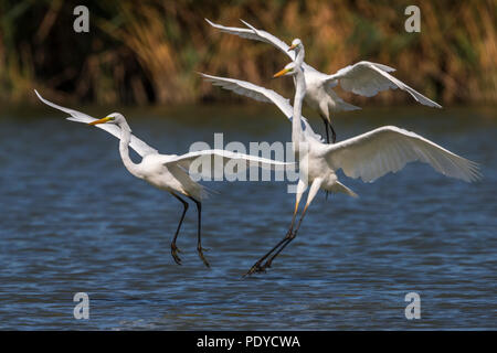 Landung große weiße Reiher, Ardea alba Stockfoto