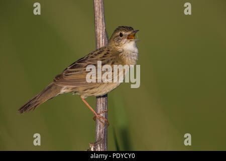 Östliche Unterart von Grasshopper Warbler; Locustella naevia straminea Stockfoto