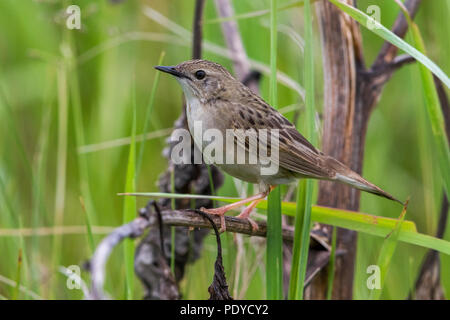 Östliche Unterart von Grasshopper Warbler; Locustella naevia straminea Stockfoto