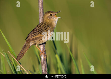 Östliche Unterart von Grasshopper Warbler; Locustella naevia straminea Stockfoto