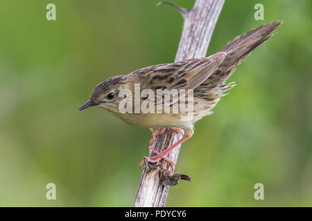 Östliche Unterart von Grasshopper Warbler; Locustella naevia straminea Stockfoto