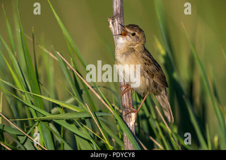 Östliche Unterart von Grasshopper Warbler; Locustella naevia straminea Stockfoto