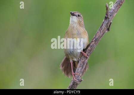 Östliche Unterart von Grasshopper Warbler; Locustella naevia straminea Stockfoto