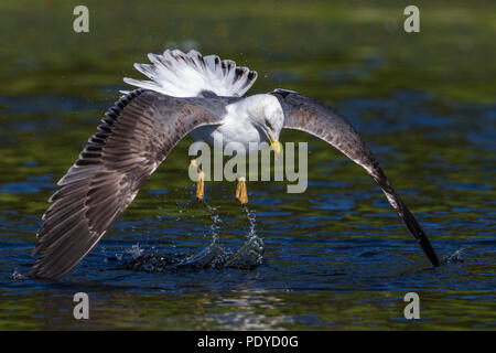 Heringsmöwe; Larus fuscus Stockfoto
