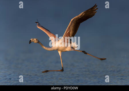 Fliegen mehr Flamingo Phoenicopterus Roseus; Stockfoto
