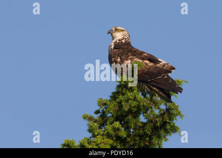 Der wespenbussard (Pernis apivorus) im Baum gehockt Stockfoto