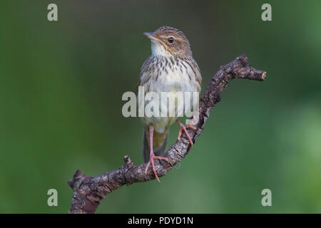 Lanceolated Warbler; Locustella Integrifolia Stockfoto