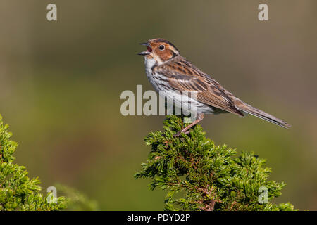 Singen nach wenig Bunting (Emberiza pusilla) Stockfoto