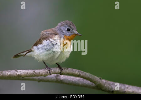 Red-breasted Schopftyrann; Ficedula Parva Stockfoto