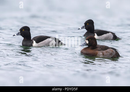 Weibliche Bergenten (Aythya marila) und männliche Ring-necked duck (Aythya collaris) Stockfoto