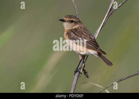 Weibliche sibirisches Schwarzkehlchen Saxicola maurus; Stockfoto