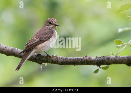 Muscicapa striata beschmutzt Schopftyrann; Stockfoto