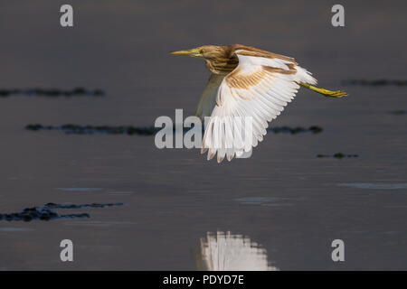 Fliegen nach Squacco Heron; Ardeola ralloides Stockfoto