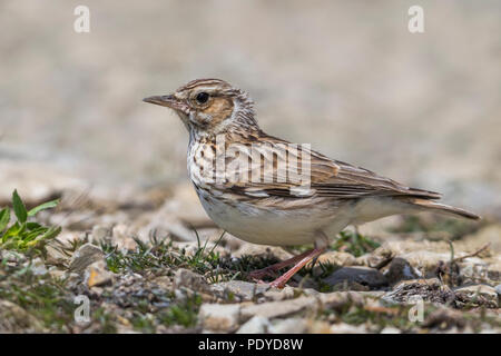 Heidelerche, Lullula arborea Githago Stockfoto