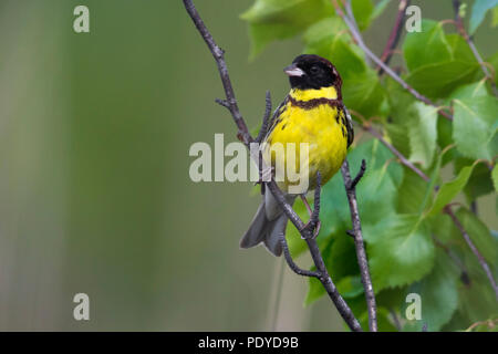 Männliche Yellow-breasted Bunting; Emberiza aureola Stockfoto