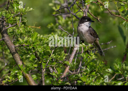 Männliche Western Orphean Warbler; Sylvia hortensis Stockfoto