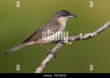 Weibliche Western Orphean Warbler; Sylvia hortensis Stockfoto