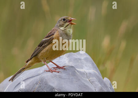 Singende Männchen Ortolan; Emberiza hortulana Stockfoto