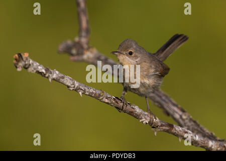 Western Bartgrasmücke; Sylvia inornata iberiae Stockfoto