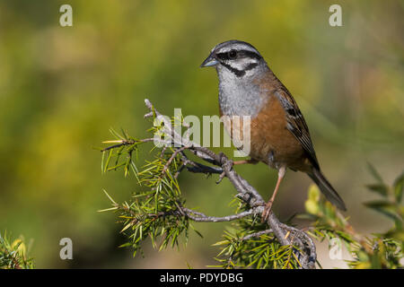 Erwachsene männliche Zippammer Emberiza cia; Stockfoto