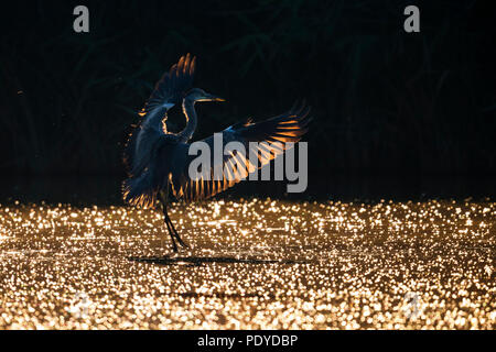 Fliegen; Graureiher Ardea cinerea Stockfoto