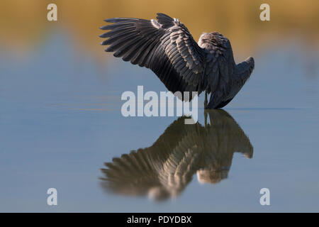 Versteckte Graureiher Ardea cinerea; Stockfoto