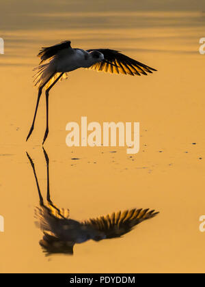 Schwarz - geflügelte Stelzenläufer Himantopus himantopus; Stockfoto